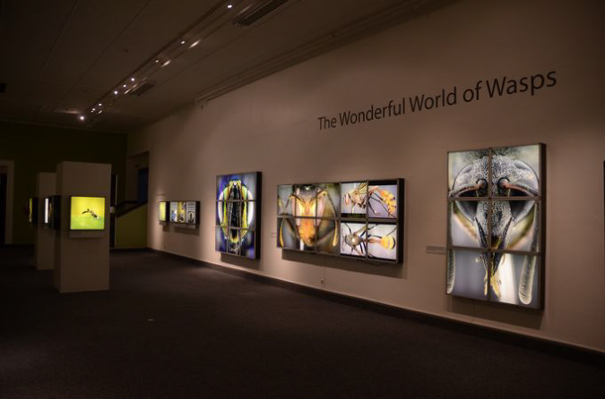 Wasp_exhibition__DSC3506